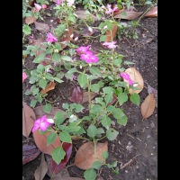 Impaciente - Impatiens hybride, cv Fanciful melange (fam Balsaminacees) (Tropical) (1)